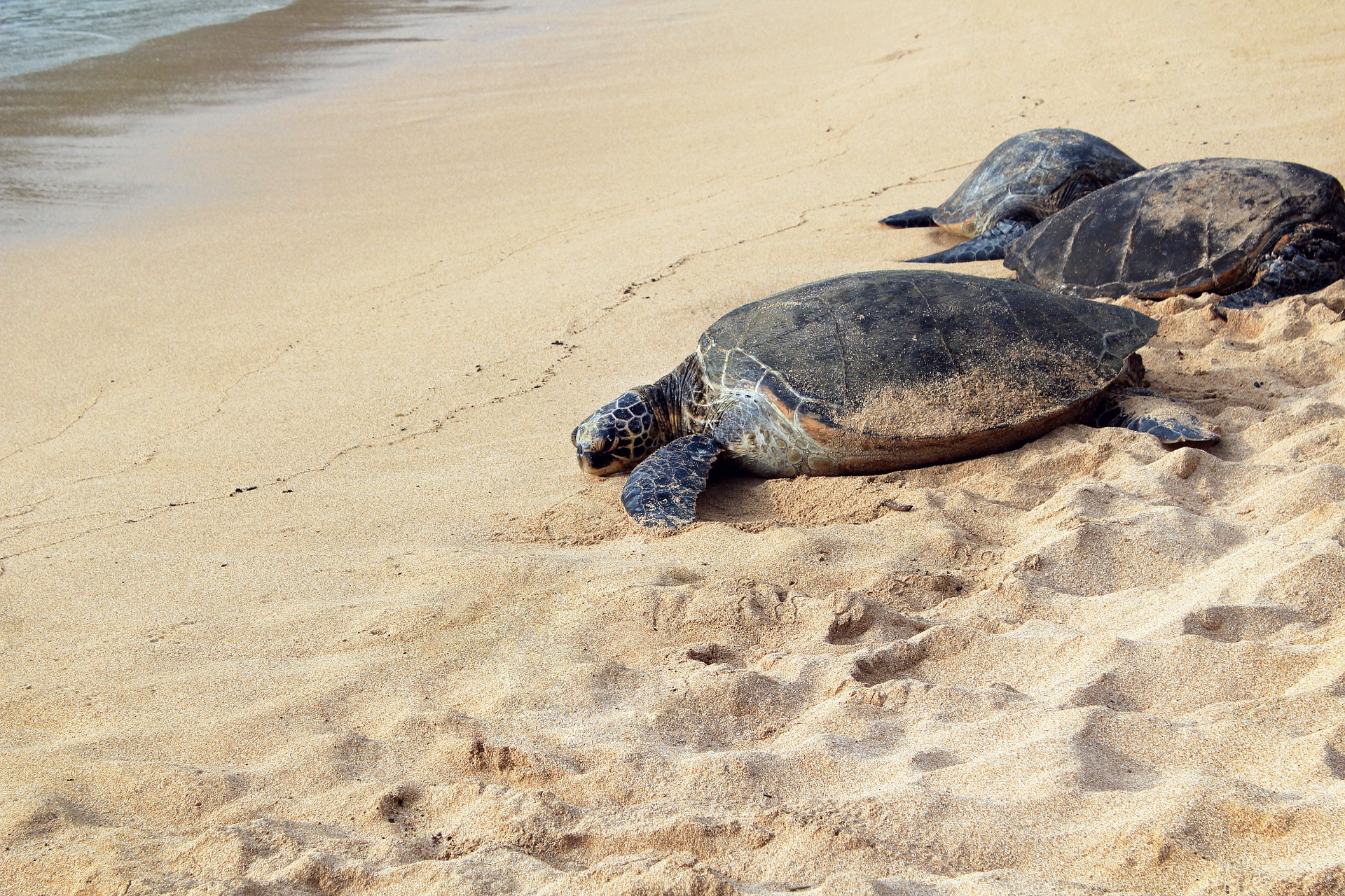 Florida Sea Turtle Nesting Season