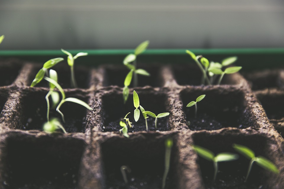 How To Create An Urban Garden: 17 Considerations