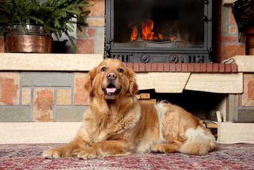 How To Sell Your Home When You Have Pets