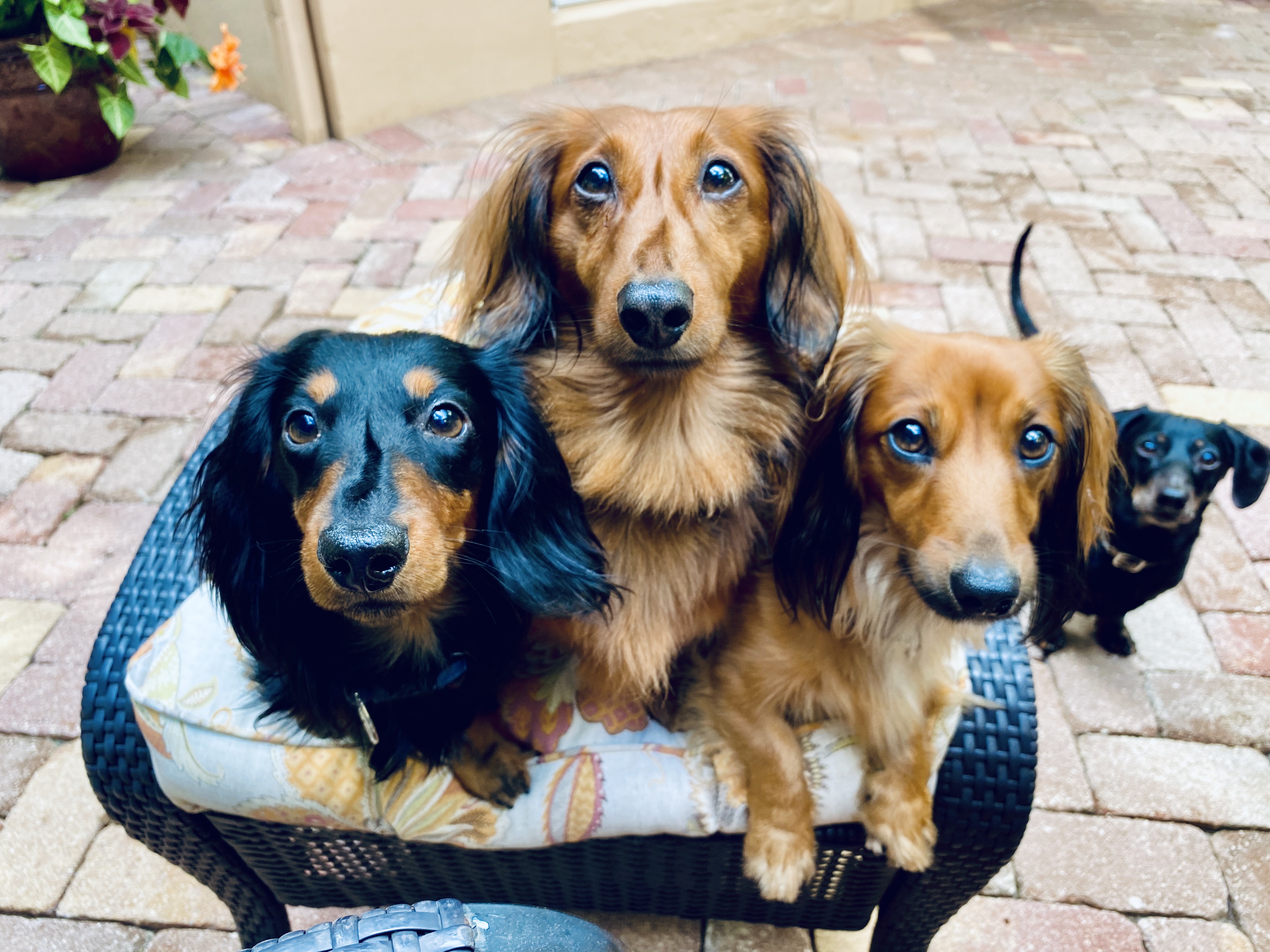 5 Tips For Pet Safe Landscaping