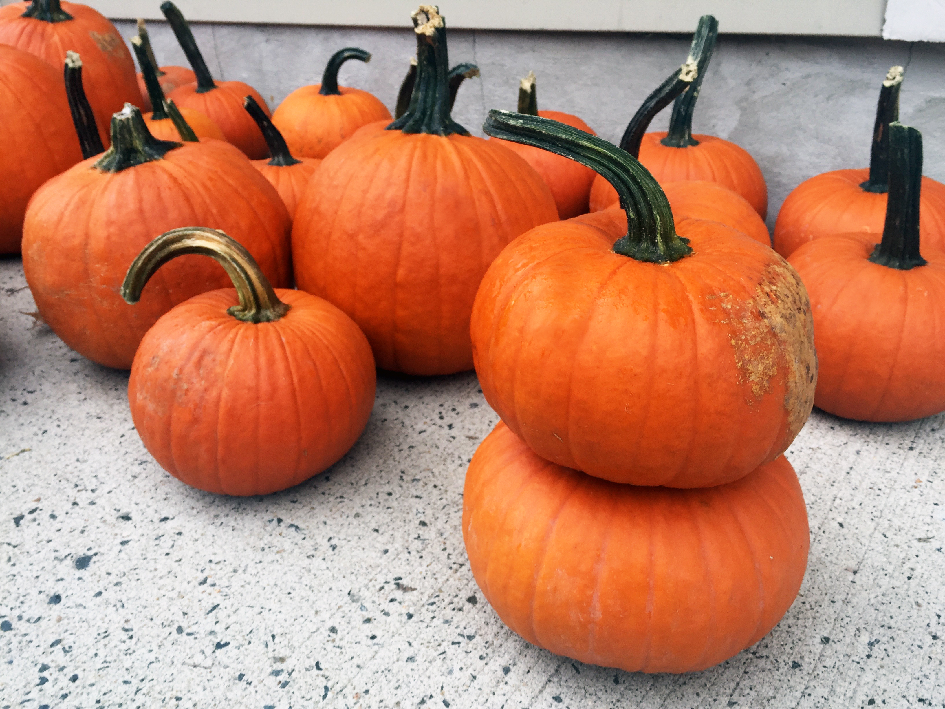 Annual Pumpkin Giveaway — October 19
