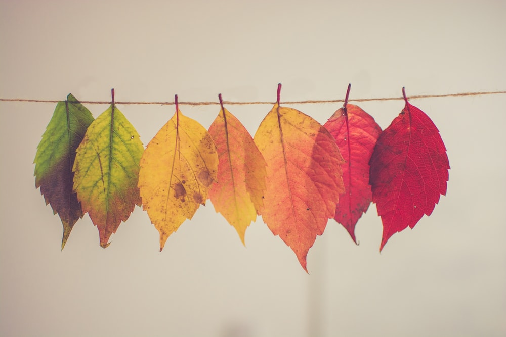 November Market Reports