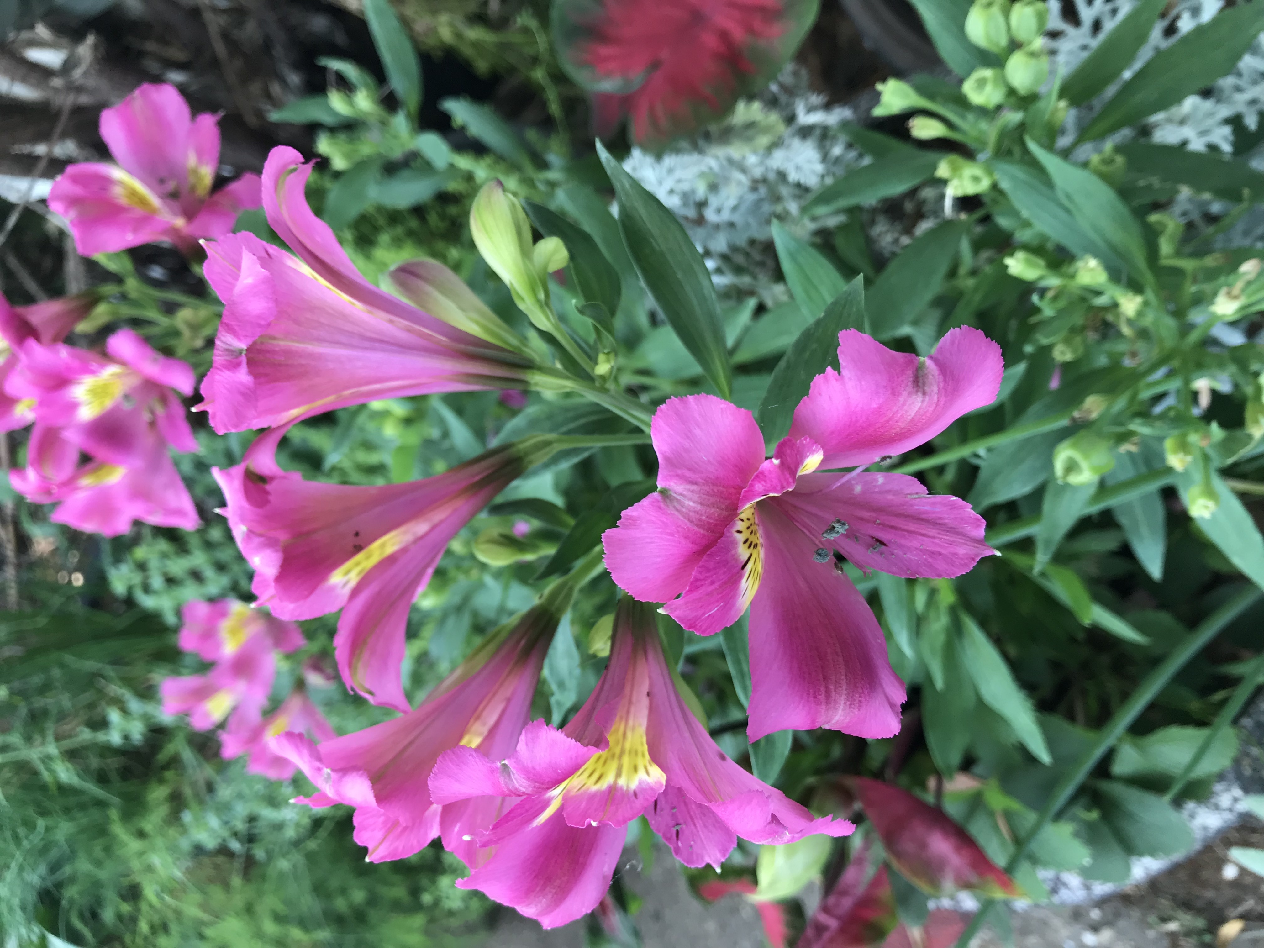 Happy Mother’s Day! Mother’s Day Brunch and Flower Market–Regina Muses