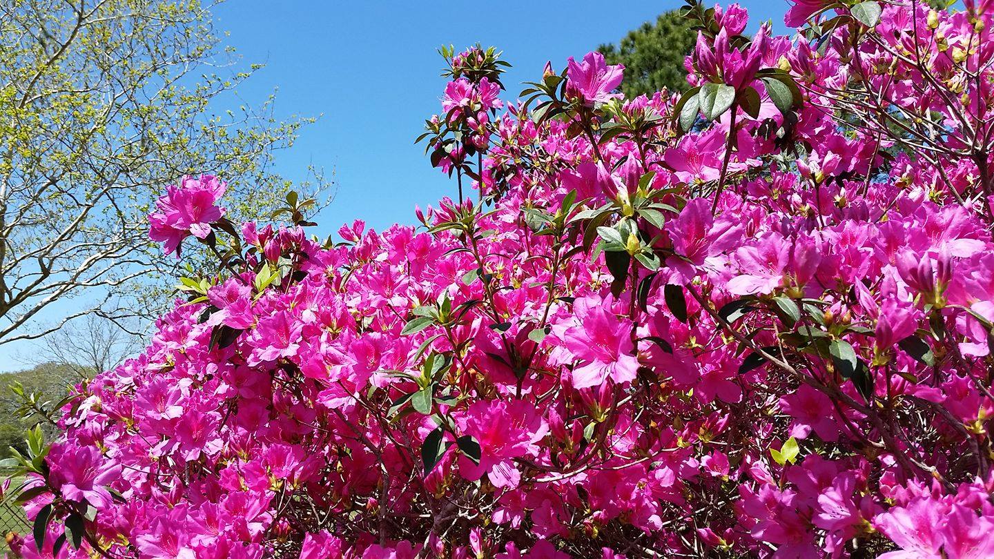 Seven Spring Gardening Tips to Make Your House a Show Stopper