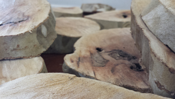 Birchwood Wall Art