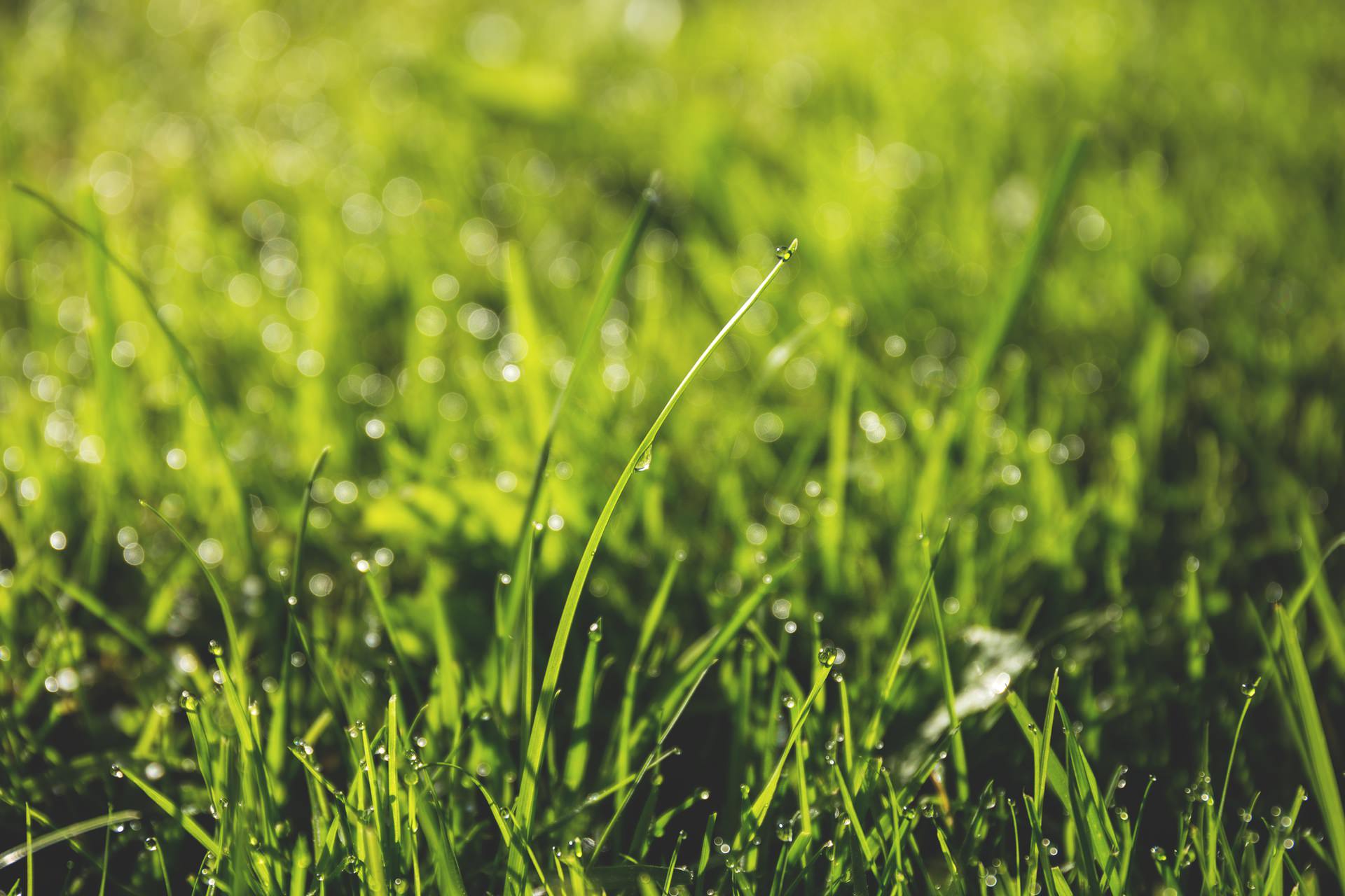 Taking Care of Your Missouri Lawn Without Wasting Resources