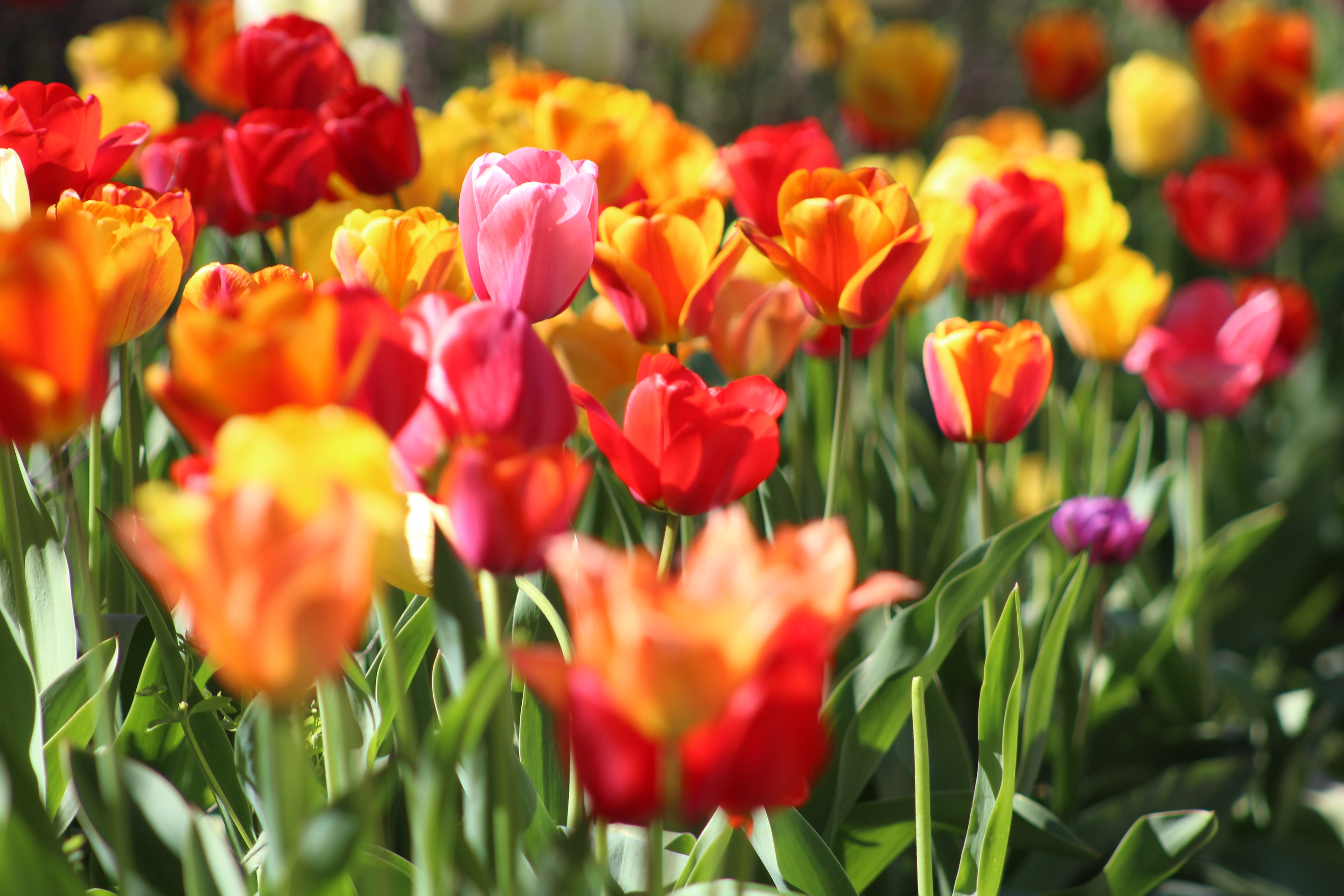 Opportunities April 2019