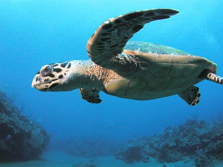 Alabama Gulf Coast Sea Turtles