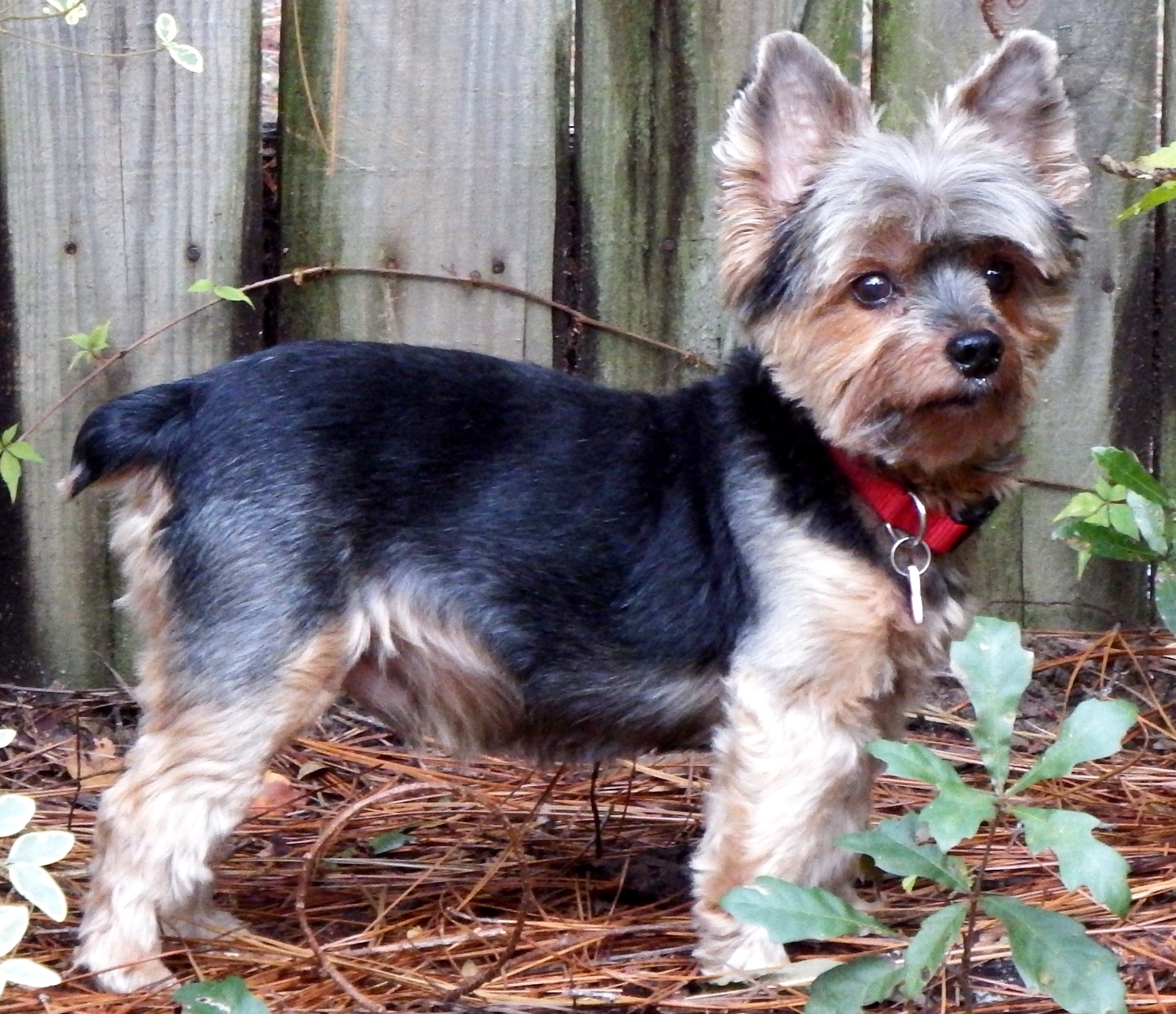 Pet Groomers in Gulf Shores and Orange Beach