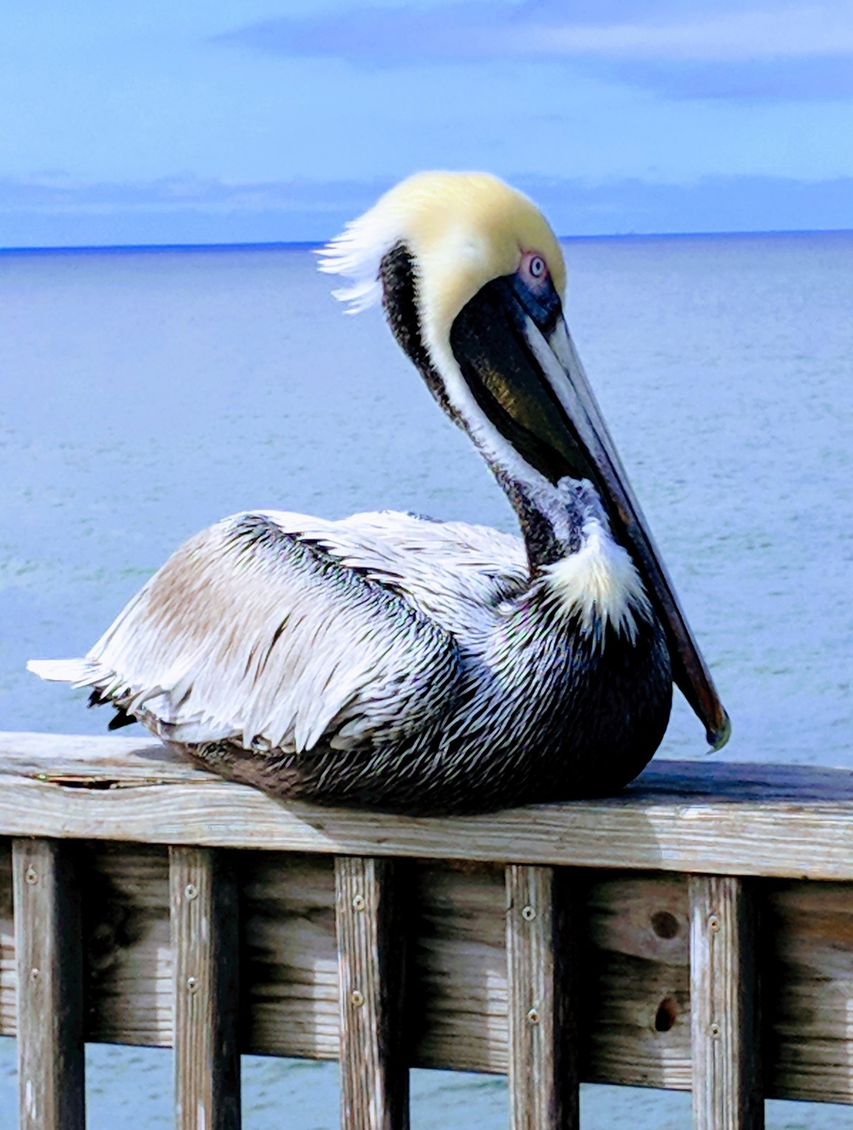 Gulf Shores Pelican