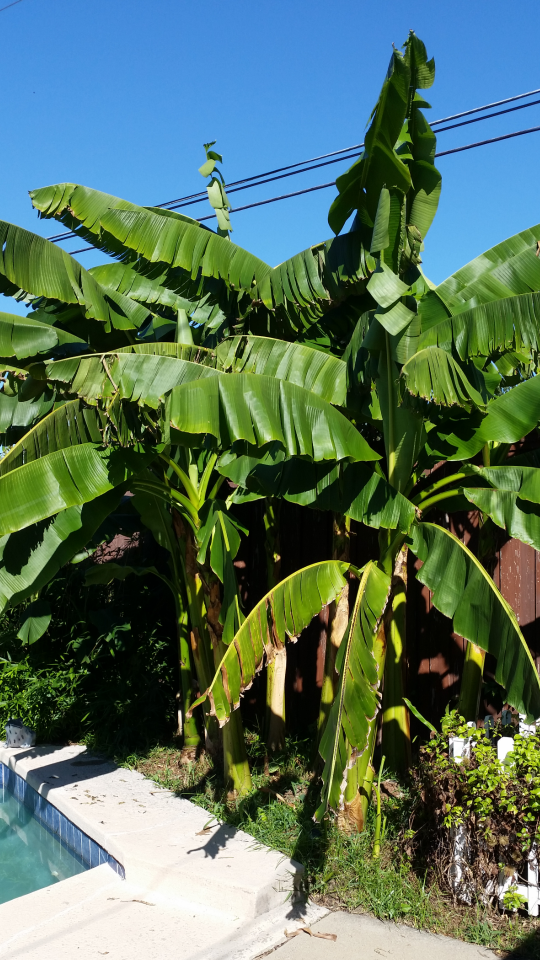 THIS IS BANANAS!!