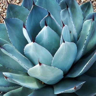 10 Cold-Hardy Succulents for Cool-Season Interest