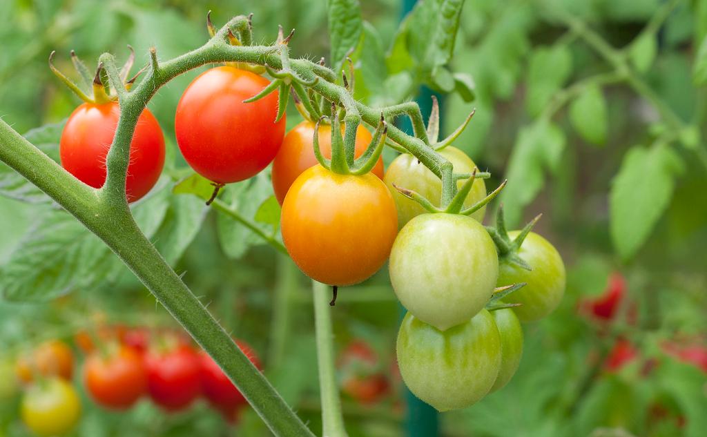 Summer Crops: How to Grow Tomatoes