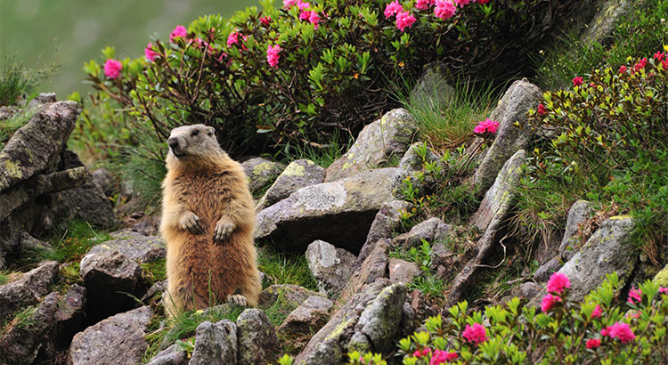 No Matter What the Groundhog Says, Here are 5 Reasons to Sell Before Spring!
