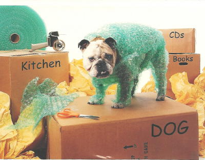 Prepping your pets for the BIG move