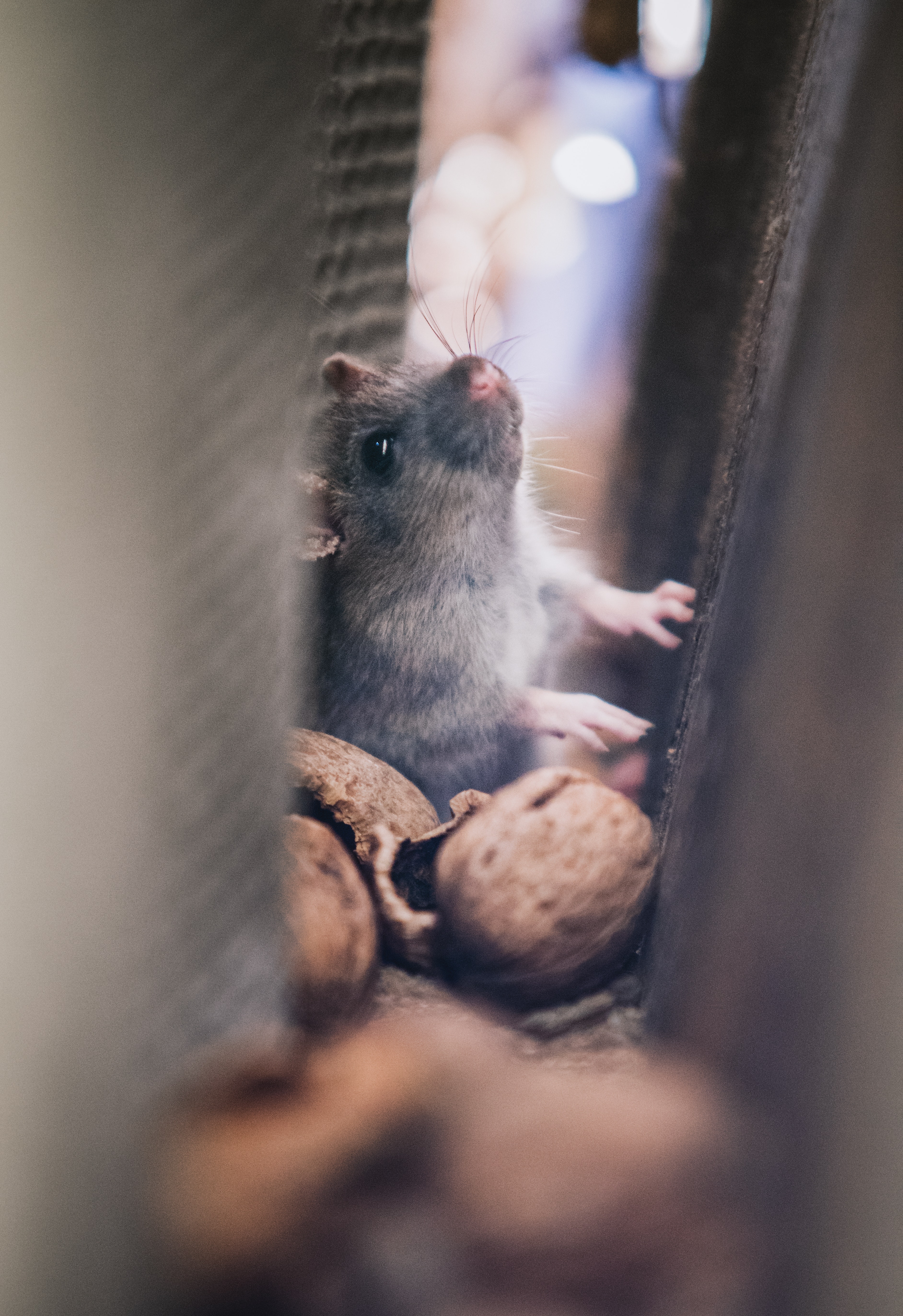 Eek, There's a Mouse in the House!