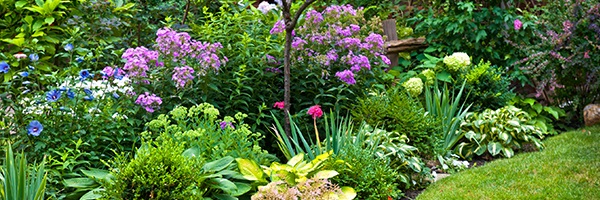 How To Care For Your Garden And Yard / The Charlie Brown Group