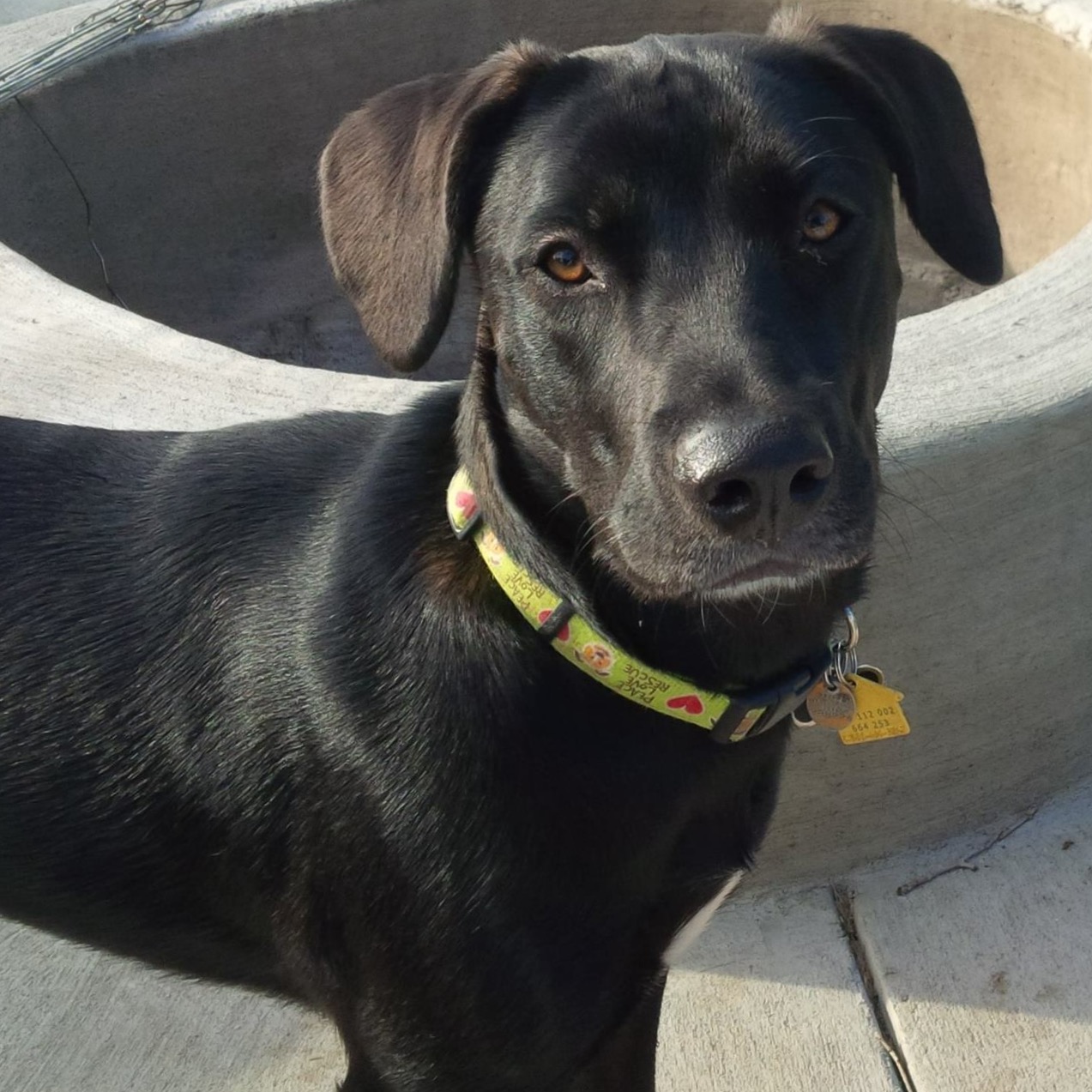 Showing a Home with Family Pets