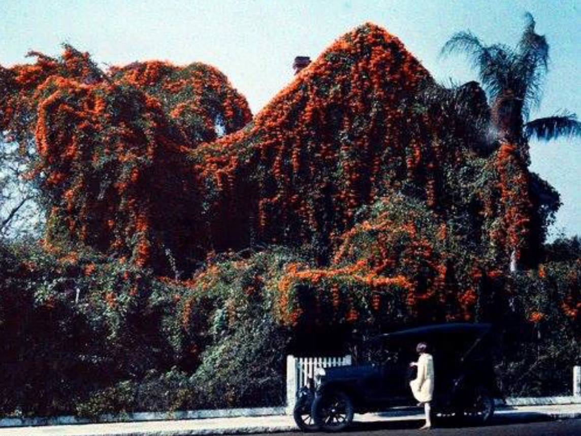 Joyce’s Voice....Don’t let those climbing plants take OVER!