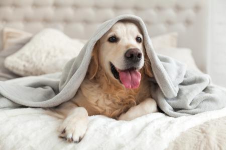 LOVING YOUR HOME AND YOUR DOG