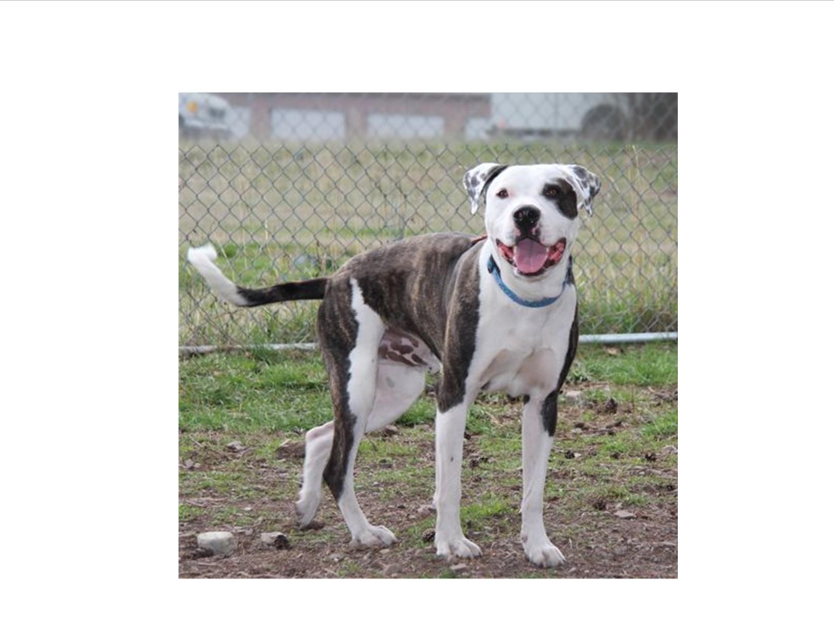 Meet Oakley of the Western Montana Humane Society!