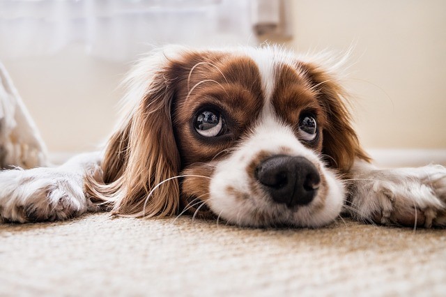 Moving With A Dog: How To Find The Right Place For Your Pet