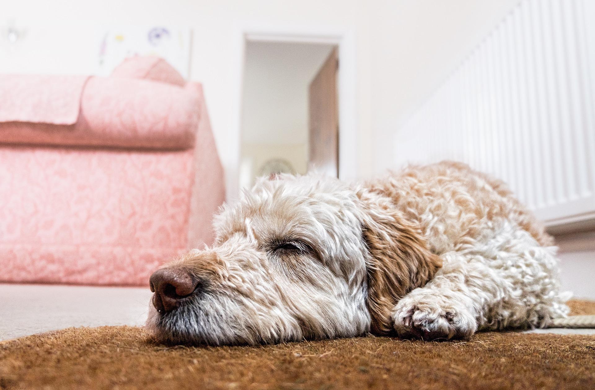 Four Tips For Pet Owners Looking To Sell Their Home