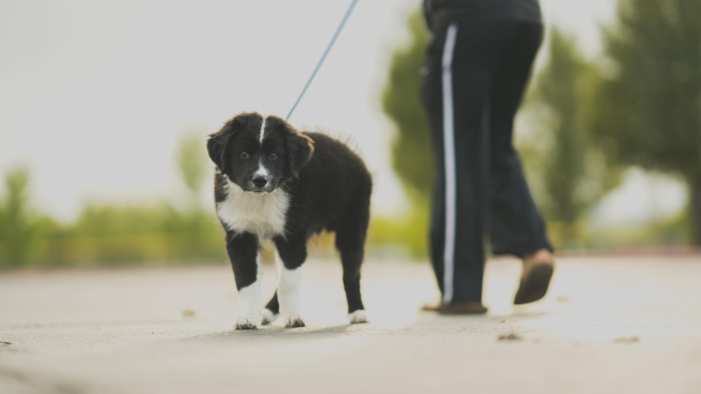 Doggy Etiquette for Your New Neighborhood