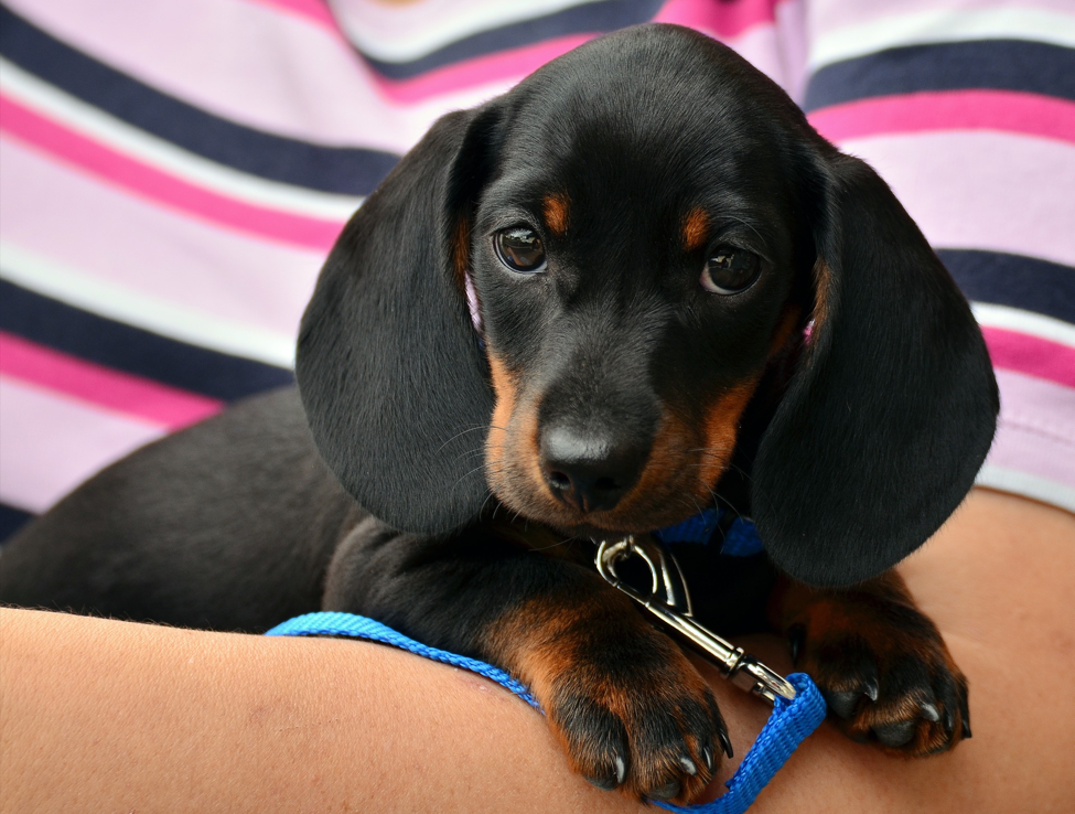 Five Inexpensive Ways Dog Owners Can Keep an Immaculate Home