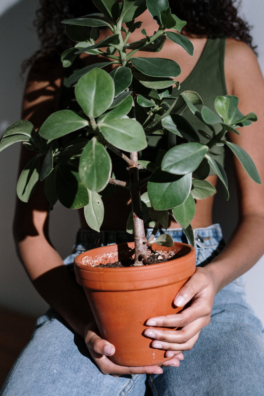 holding a plant