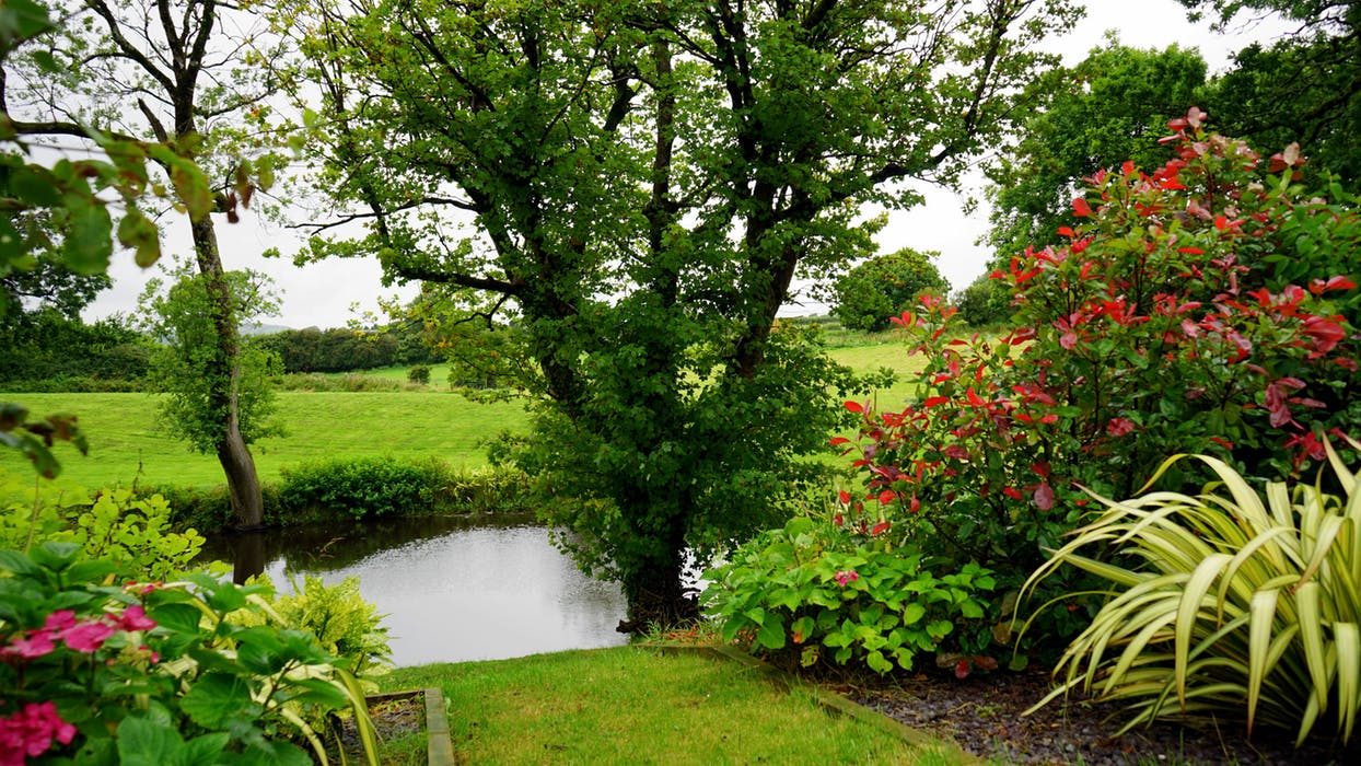Trees-Choosing & Planting-Which Ones are Best in YOUR Yard?