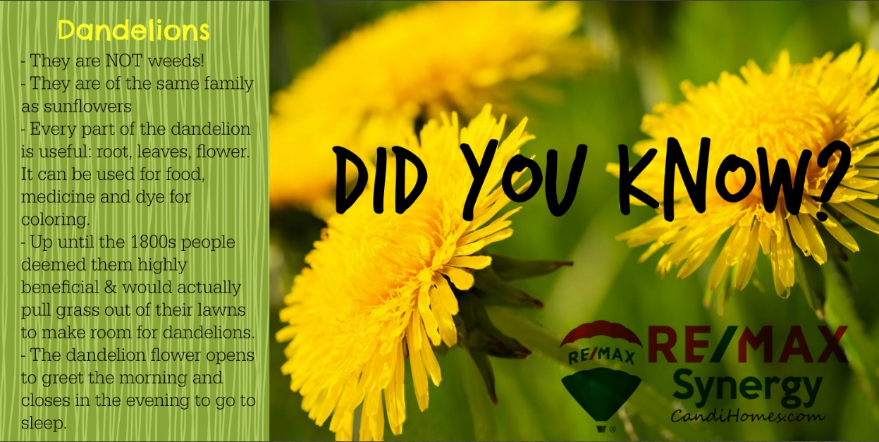 DID YOU KNOW? - Dandelions -