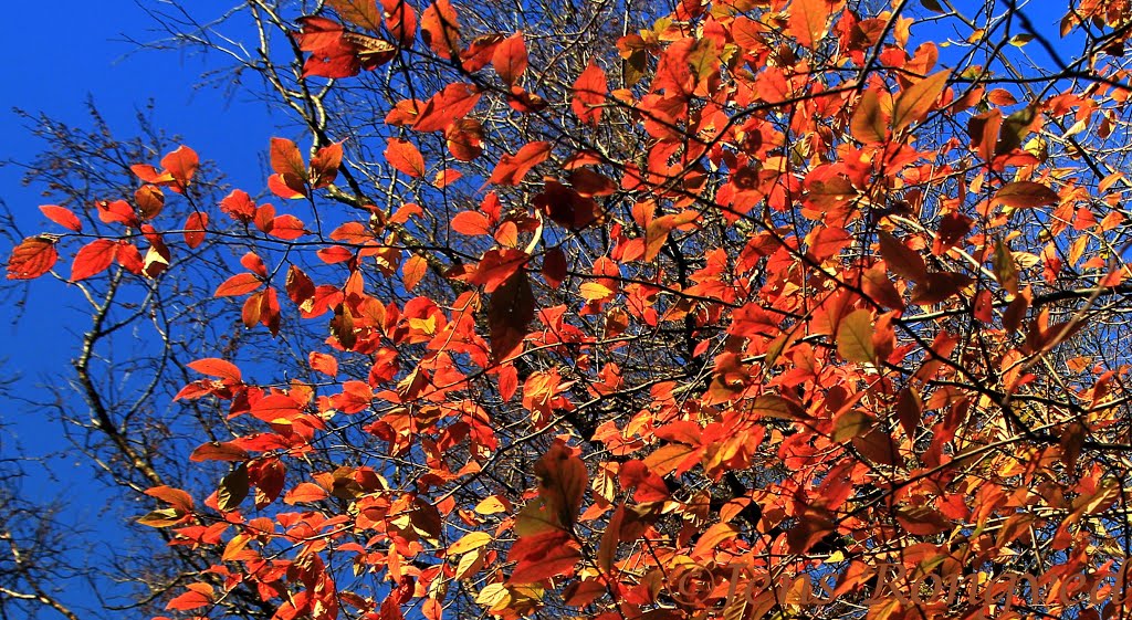 November Market Update
