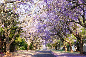 The Benefits Trees Provide