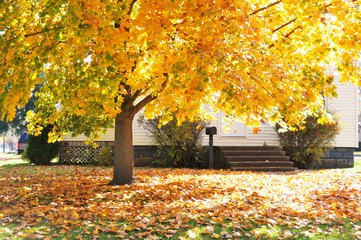 4 Leaf Removal Tools to Make the Job So Much Easier