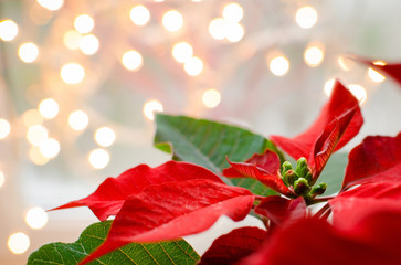 How to Care for Poinsettias