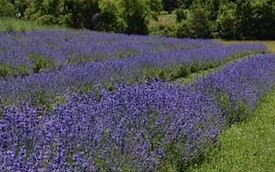 Maryland Lavender Festival