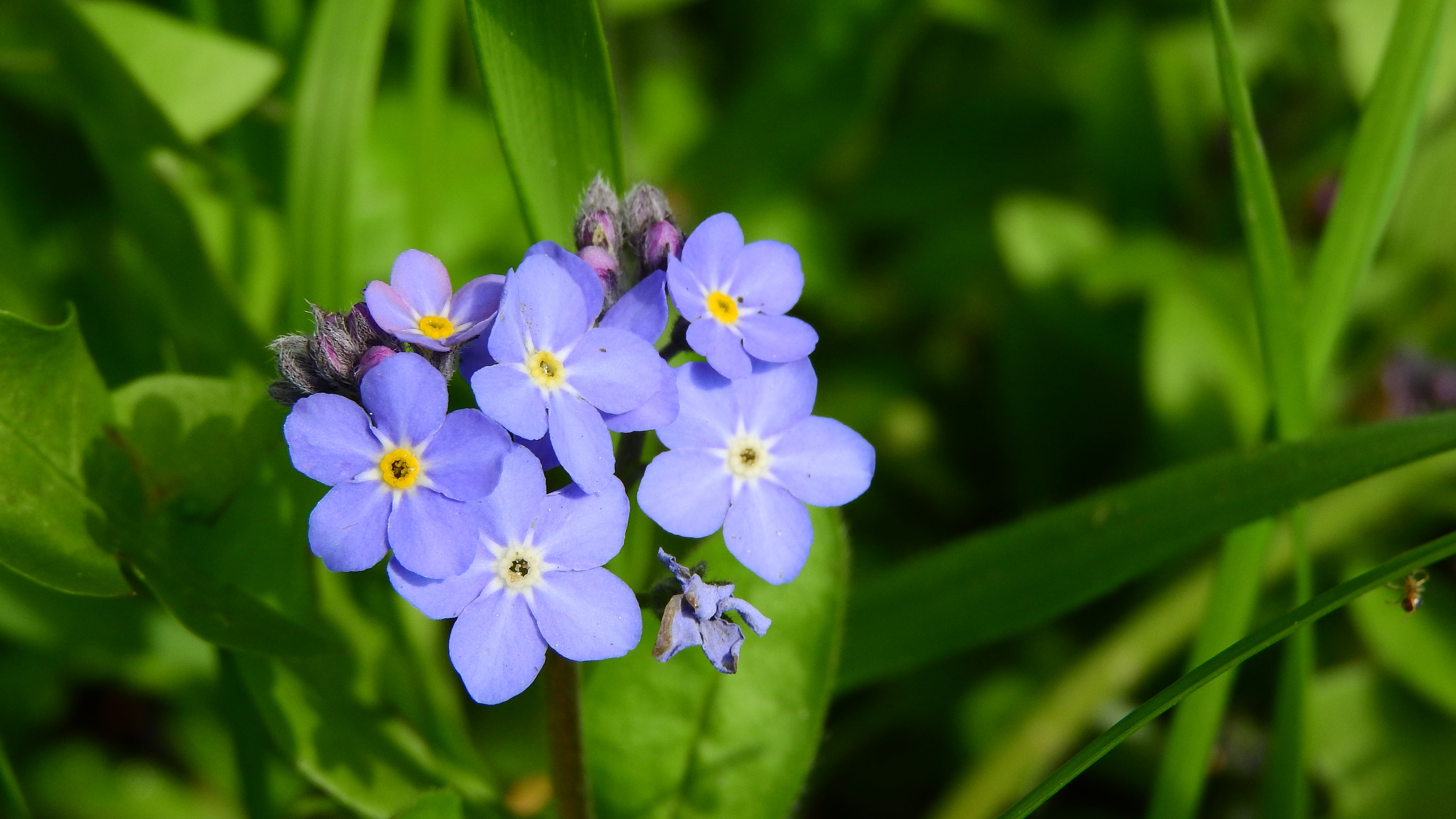November 10, 2017 – NATIONAL FORGET-ME-NOT DAY