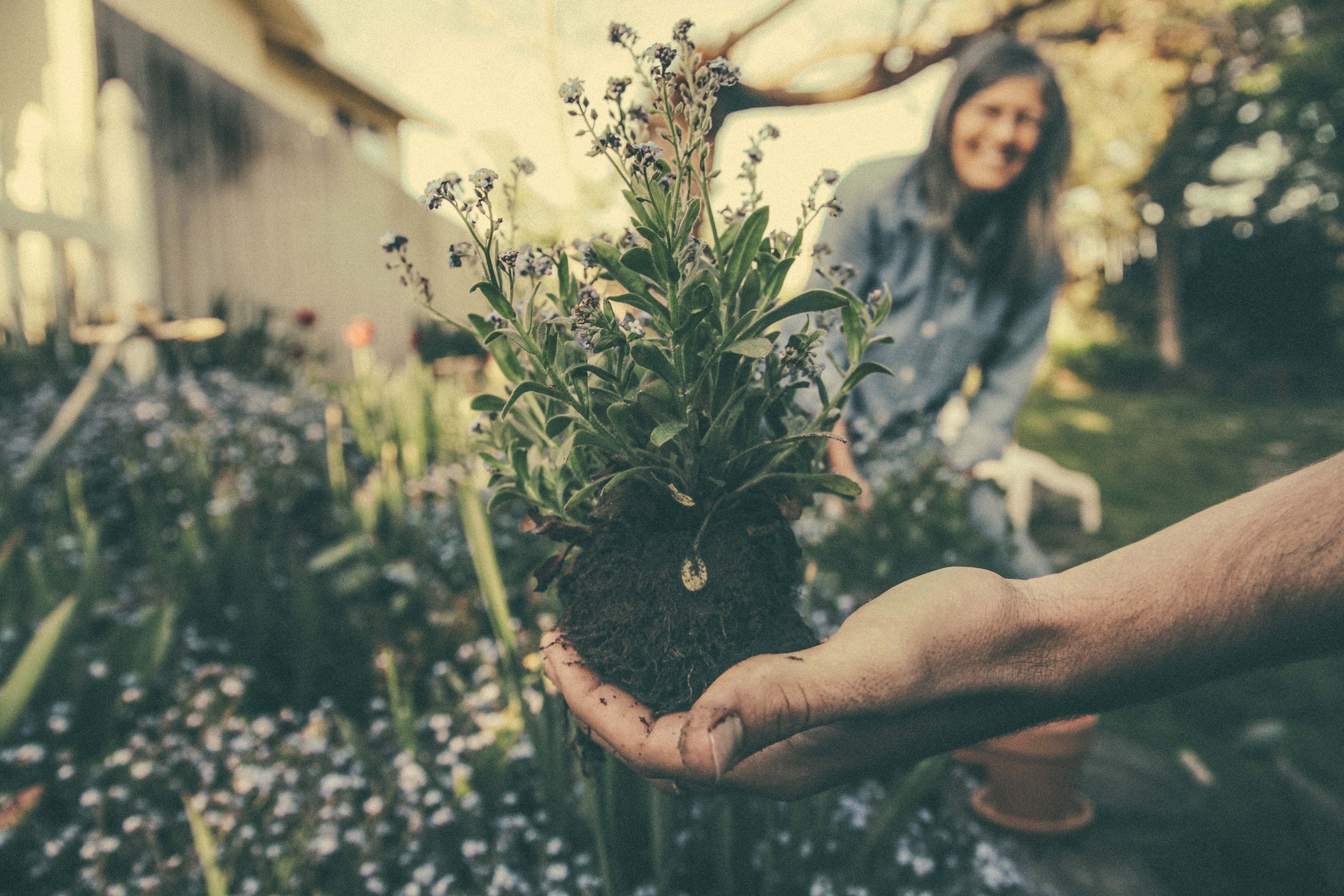 Creating Easy Care Landscaping in Des Moines