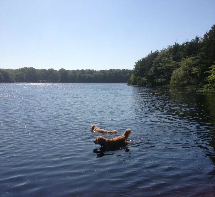 Two dogs playing in the water at Fresh Pond Conservation Area, one of the best dog parks in South Dennis, MA Cape Cod
