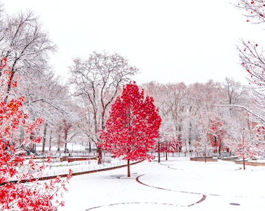 Red tree in the winter snow