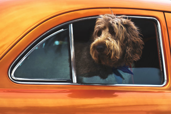 A big furry dog popping his head out of the window of an orange car