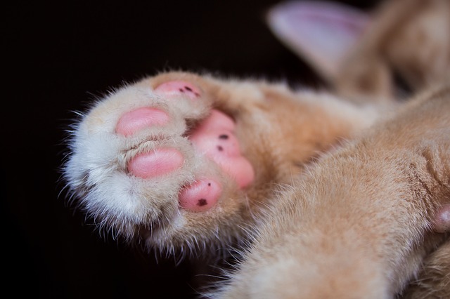 A cat paw 