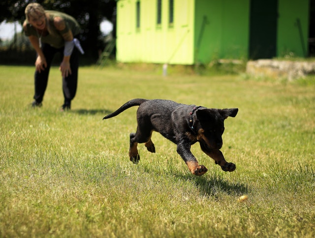 A dog running to fetch a ball on a field during training