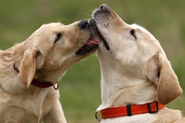 Dog Days of Summer Home Sales