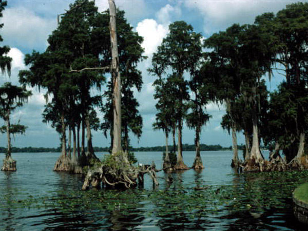 Search Auburndale Homes for Sale