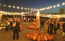Hall's Pumpkin Patch