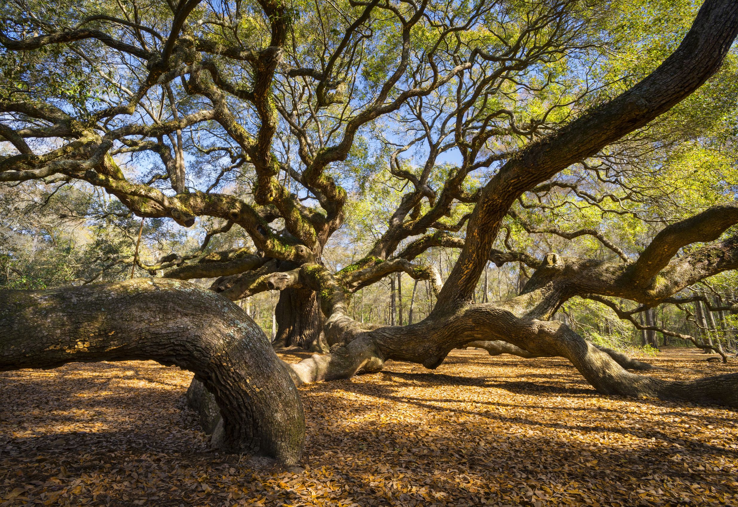 Johns Island