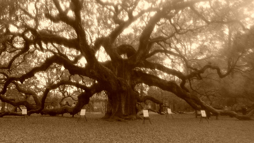 Charleston November Newsletter