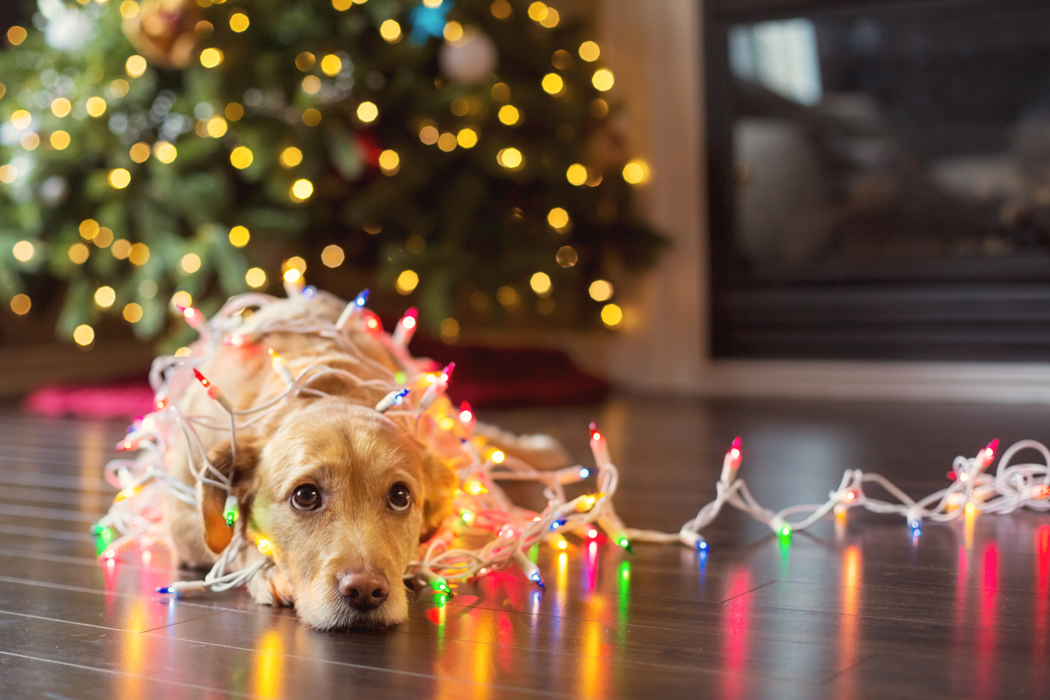 Pet Proofing Your Home for the Holiday